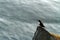 Atlantic Puffin sitting on cliff, bird in nesting colony, arctic black and white cute bird with colouful beak, bird on rock