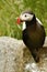 Atlantic Puffin sitting on cliff, bird in nesting colony, arctic black and white cute bird with colouful beak, bird on rock