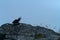 Atlantic Puffin sitting on cliff, bird in nesting colony, arctic black and white cute bird with colouful beak, bird on rock