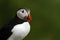 Atlantic Puffin sitting on cliff, bird in nesting colony, arctic black and white cute bird with colouful beak, bird on rock