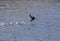 Atlantic Puffin skipping over the water surface