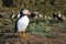 Atlantic Puffin on Skomer Island, Wales