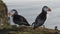 Atlantic Puffin on Skomer Island, Wales