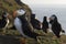 Atlantic Puffin on Skomer Island, Wales