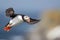 An Atlantic Puffin soars through the azure skies with wings outstretched