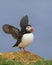 Atlantic puffin spreading its wings