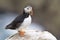 Atlantic puffin standing on cliff edge