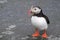 Atlantic Puffin standing cliff edge