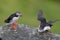 Atlantic Puffin standing cliff edge