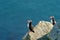 Atlantic puffin standing on cliff in summertime