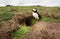 Atlantic puffin standing by its burrow, UK.