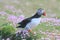 Atlantic Puffin standing by its nest burrow