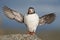 Atlantic Puffin stretched wingspan Runde island Norway