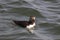 Atlantic Puffin Swimming in Maine Seacoast