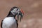 An Atlantic puffin up close with a beak full of sand eels