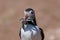 An Atlantic puffin up close with a beak full of sand eels