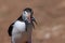 An Atlantic puffin up close with a beak full of sand eels