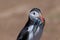 An Atlantic puffin up close with a beak full of sand eels