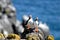 Atlantic puffins