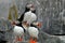 Atlantic Puffins