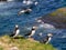 Atlantic puffins