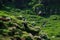 Atlantic Puffins above the flowering cliffs on Lunga Island in Scotland