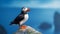 Atlantic Puffins bird or common Puffin in ocean blue background. Fratercula arctica. generative ai