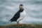 Atlantic Puffins bird or common Puffin in ocean blue background. Fratercula arctica. Shot in Faroe Islands in North