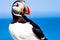 Atlantic Puffins bird or common Puffin in ocean blue background. Generative AI