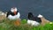 Atlantic Puffins cleaning themselves on the rock