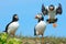 Atlantic puffins, Farne Islands Nature Reserve, England