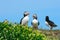 Atlantic puffins, Farne Islands Nature Reserve, England