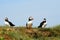 Atlantic puffins, Farne Islands Nature Reserve, England