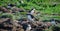 Atlantic puffins Fratercula arctica on bird island in Elliston, Newfoundland.