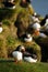 Atlantic puffins Fratercula arctica in Raudinupur, Iceland