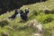 Atlantic puffins on grassy clifftop