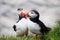 Atlantic Puffins in Latrabjarg cliffs, Iceland.