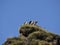 Atlantic puffins nesting in Dyrholaey, Iceland