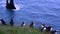 Atlantic puffins nesting in Dyrholaey, Iceland