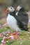 Atlantic puffins and pink thrift flowers