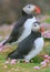 Atlantic puffins and pink thrift flowers