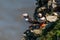 Atlantic puffins, ratercula arctica, perched on a cliff edge