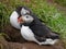 Atlantic Puffins Seabird Iceland