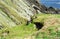 Atlantic puffins, Shetland