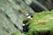 Atlantic puffins, Shetland