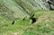 Atlantic puffins, Shetland