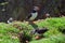 Atlantic puffins, Shetland
