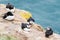 Atlantic Puffins standing on the cliffs of Skomer Island Pembrokeshire West Wales UK