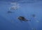 Atlantic sailfish feeding on sardines, Cancun Mexico.