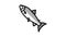 atlantic salmon color icon animation